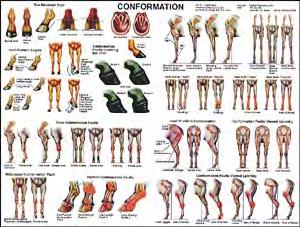 POSTER FORELIMB REGIONAL JOINT