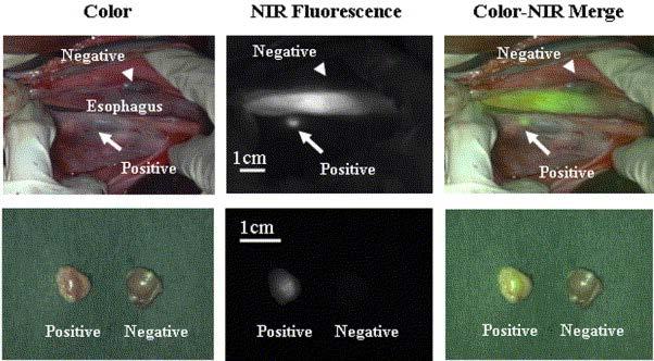 In-vivo Near Infrared Fluorescence Imaging JTCS, 129;4:844,2005 NIR QDs (semiconductor particles, only several nanometres in size) migrate from esophagus to specific lymph nodes of pig.