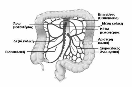 Ανατομία Αιμάτωση του παχέος εντέρου Άνω μεσεντέριος