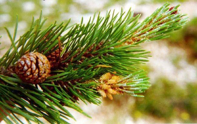 Πεύκο (Pinus Halepensis)-Πεύκη η χαλέπιος Το πεύκο αποτελεί αναμφισβήτητα το πολυτιμότερο μελισσοκομικό φυτό της χώρας μας.