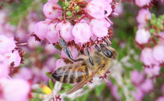 Προσφέρει άφθονο νέκταρ και γύρη στις μέλισσες και κατατάσσεται, πρώτο στις προτιμήσεις των μελισσοκόμων.