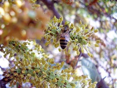 Χαρουπιά (Ceratonia siliqua L.) Αειθαλές δέντρο που ανθίζει από τον Σεπτέμβριο μέχρι το Νοέμβριο.