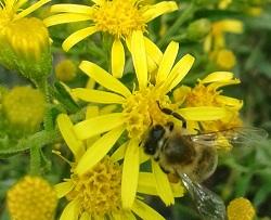 Ακόνιζα Σκοτζάρι ( Inula viscosa ) Μεγάλης σημασίας μελισσοκομικό φυτό, όχι για το μέλι του αλλά για την γύρη που δίνει στα μελίσσια τους μήνες Σεπτέμβριο, Οκτώβριο