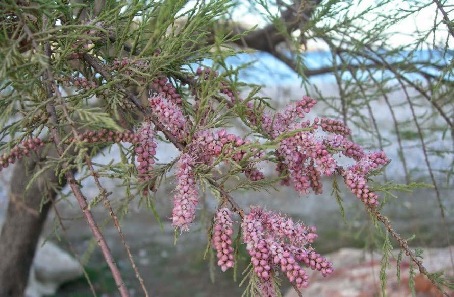 Αρμυρίκι (Tamarix sp.), οικογένεια: Ταμαριδοειδή (Tamaricaceae) Μερικά ανθίζουν την άνοιξη (Μάρτιος-Απρίλιος) και άλλα το φθινόπωρο (Σεπτέμβριος- Οκτώβριος).