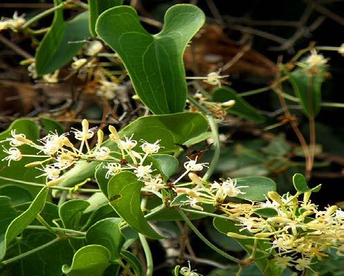 Αρκουδόβατος (Smilax aspera), Οικογένεια: Smilacaceae Ανθίζει από τον Αύγουστο έως και τον