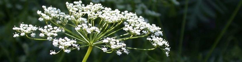 Γλυκάνισος (Pimpinela anisum), της οικογένειας των Σκιαδιοφόρων (Umbelliferae).