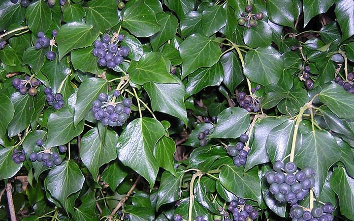 Κισσός (Hedera helix) Ο κισσός είναι ένα πολύ σημαντικό μελισσοκομικό φυτό του φθινοπώρου.