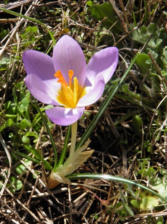 Κρόκος (Crocus sieberi) Ανθίζει από Αρχές Νοεμβρίου έως