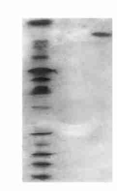 Flammulin 1 Molecular mass markers from Pharmacia 2 Flammulin Fig 2 SDS2PAGE analysis of flammulin purified by the method of Watanabe 1 Molecular mass markers from