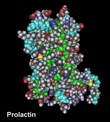 Προλακτίνη Η παραγωγή γίνεται από τα λακτοτρόπα κύτταρα, (10-30 % των κυττάρων της αδενοϋπόφυσης, οπίσθιο και πλάγια τμήματα της). Αποτελείται από 192 αμινοξέα.