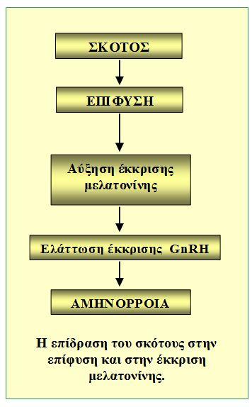 Τα επιφυσιοκύτταρα αποτελούν το 95% των κυττάρων της επίφυσης και μοιάζουν με τους φωτοϋποδοχείς του αμφιβληστροειδούς. Η μελατονίνη είναι η κύρια ορμόνη που παράγει η επίφυση.