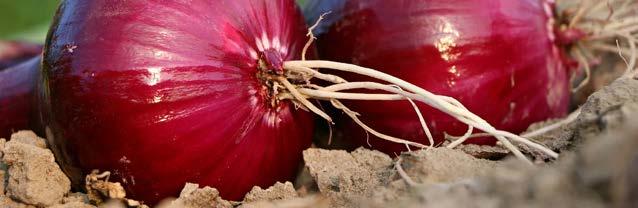 Κρεμμύδι - Onion bulbs STURON ΜΑΚΡΥ Μεσοόψιμη ποικιλία. Χρώμα φύλλων πράσινο με καλό γέμισμα βλαστών. Συμμετρικός σφιχτός μακρύς βολβός, χρώματος καφέ - κίτρινο (ώχρα). Ισχυρό ριζικό σύστημα.