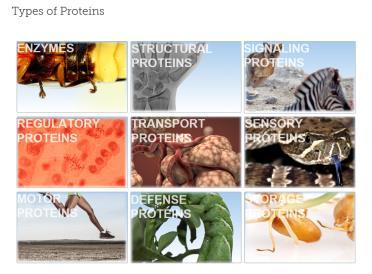 edu/ κάντε κλικ στο σύνδεσμο «Basic Genetics» και μετά στην αριστερή στήλη «More about Proteins > Types of Proteins (Τύποι πρωτεϊνών)».