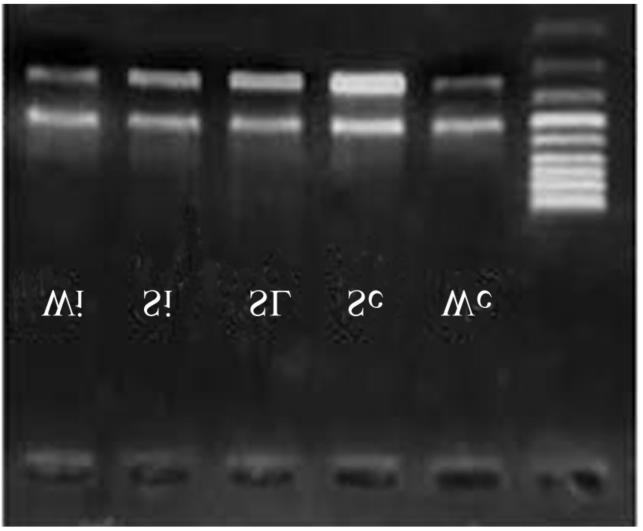 2007 Nov ;12 (11) 1229 4 AT1R c2jun c2fos mrna WISTAR2C b P < 0. 05 ;SHR2C e P < 0.