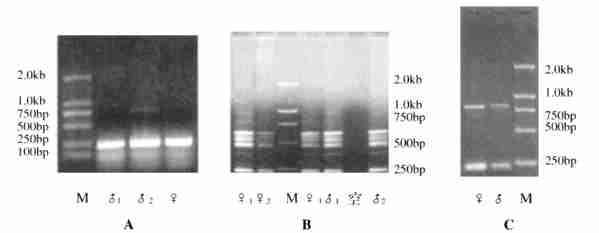 4 : Sox Sox9 683 1 Sox9 mrna DNA A. mrna B. DNA C. DNA Fig. 1 Sox9 mrna and DNA amplif ication results of Amur sturgeon and chum salmon A. Amur sturgeon mrna. B. Chum salmon DNA. C. Amur sturgeon DNA.