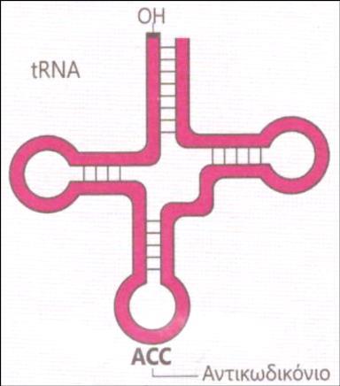 5 (trp). 19. To κόξην πνπ απεηθνλίδεηαη ζην ζρήκα είλαη ην trna πνπ κεηαθέξεη ην ακηλνμύ ηξππηνθάλε α.