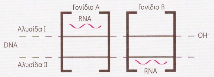 6 ε. Να πξνζδηνξίζεηε πόζα κόξηα trna ζα ρξεζηκνπνηεζνύλ αθόκε κέρξη ηελ νινθιήξσζε ηεο κεηάθξαζεο ζην