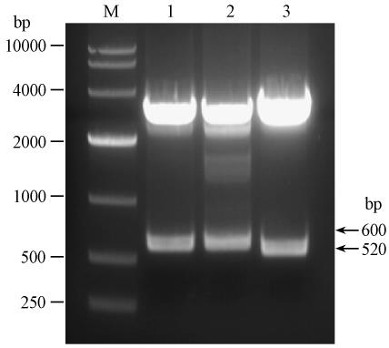 194 Xiaoman Liu et al. /Acta Microbiologica Sinica 2012 52 2 DNA HBV S sirna 2 psuper -sihbs /EGFP-U6 SpeI EcoRI Fig. 2 psuper-sihbs /siegfp /-U6 was digested by SpeI and EcoRI. lane M.