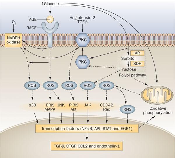 Different pathways and networks involved in the initiation and progression of diabetic kidney