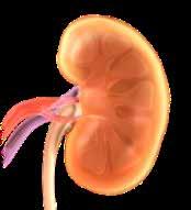 Ο ρόλος του νεφρού στο μεταβολισμό της γλυκόζης 1.