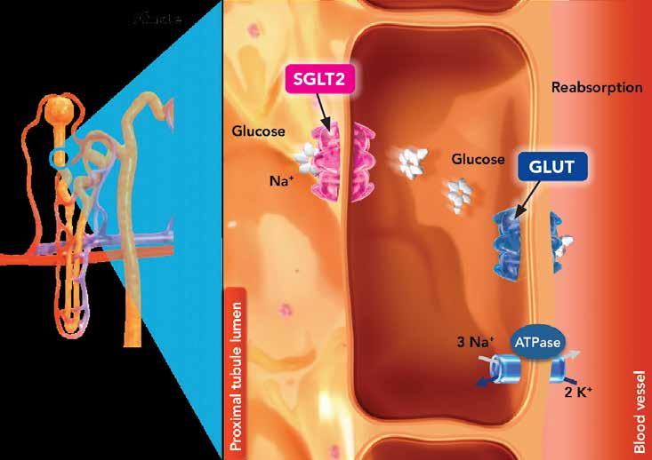 Πρωτεϊνικές δομές στη μεμβράνη ρυθμίζουν τη διακυτταρική μεταφορά της γλυκόζης