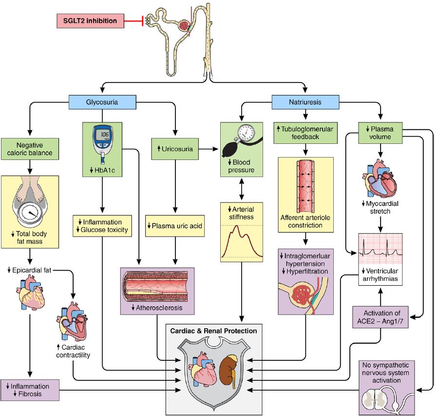 Physiologic mechanisms implicated in the cardiovascular and renal