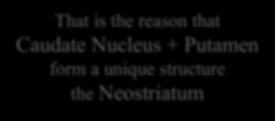 Caudate Nucleus + Putamen form