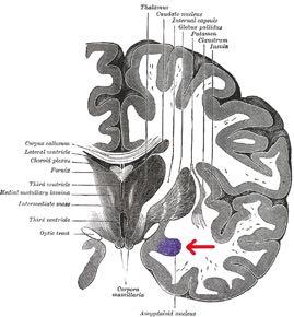 Amygdala Amygdala is a group of Nuclei that is located deep in the temporal cortex at