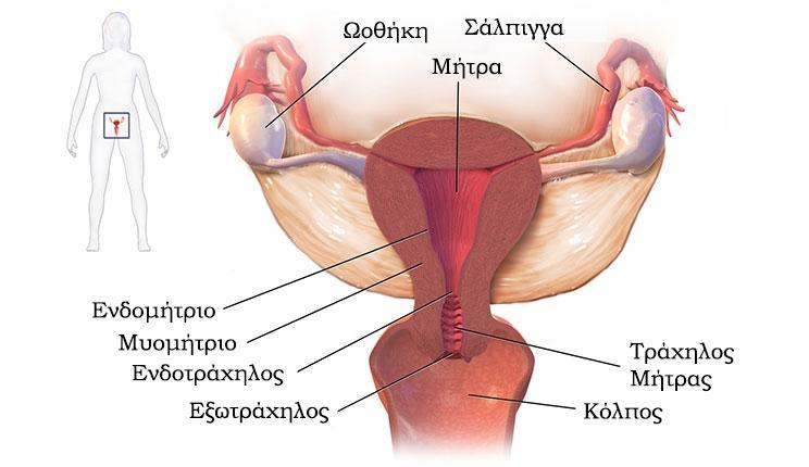 1.1.2 Η Μήτρα Εικόνα 2. Στεφανιαία τομή της κοιλότητας της μήτρας 57.