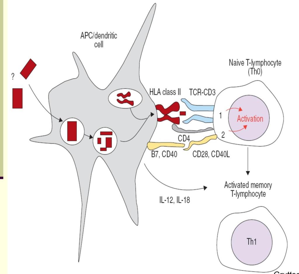 λεμφοκύτταρα Ενεργοποίηση Τ λεμφοκυττάρων