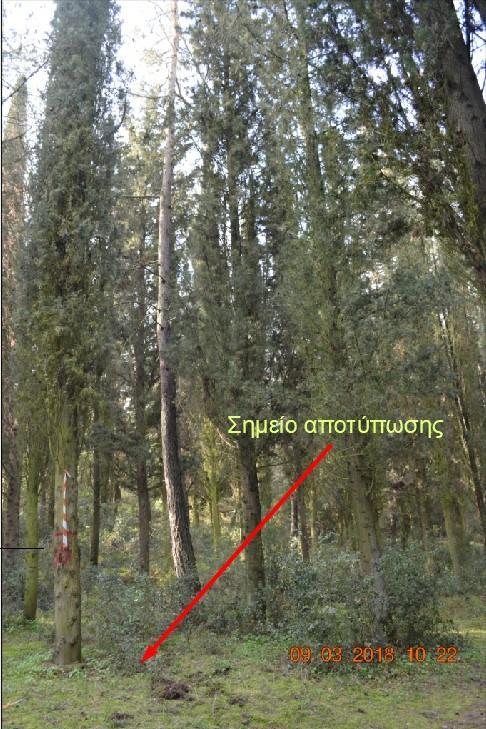 δ) κάτω από την κομοστέγη υψηλού δάσους κυπαρισσιού (Cupressus arisonica) μέσου ύψους 8-10μ. (Εικόνα 3.1-5) και Εικόνα 3.