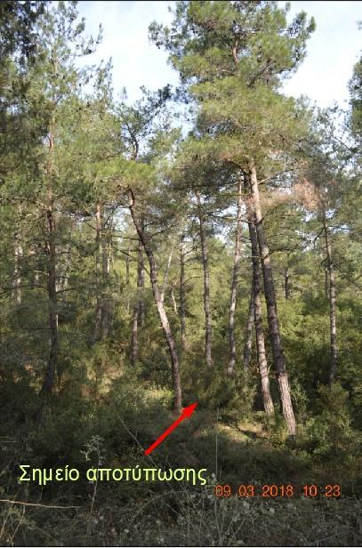 Εικόνα 3.1-6 Κομοστέγη υψηλού δάσους Τραχεία πεύκη Συγκεκριμένα πραγματοποιήθηκε ( Εικόνα 3.1-7): α) αποτύπωση σημείων στον άξονα ενός δασικού δρόμου για μήκος περίπου 158,00μ.