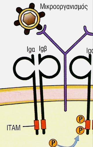 Lyn, Blk) συνδεδεμένες με τις Igα,β φωσφορυλιώνουν ΙΤΑΜs προσδενουν άλλη κινάση