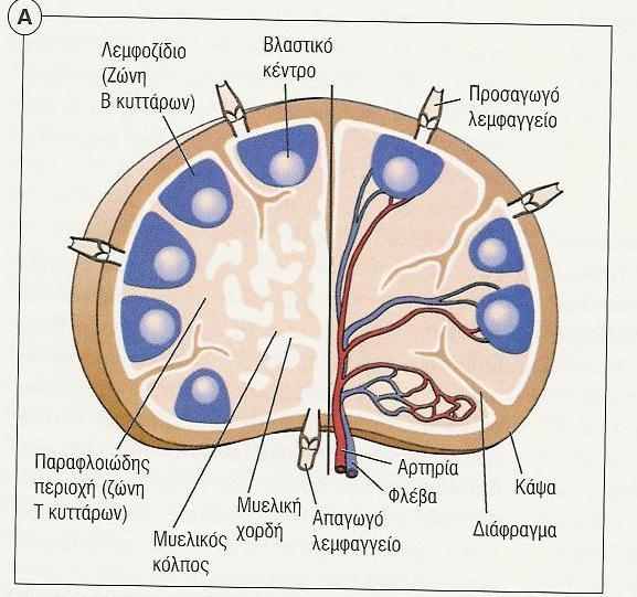 Σωματική υπερμετάλλαξη