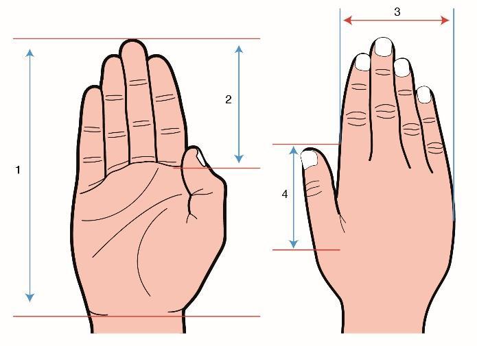 Οι μετρήσεις λαμβάνονται μεταξύ των οστικών απολήξεων και των ακραίων σημείων των μελών του σώματος (αγκώνας έως παράμεσο δάκτυλο), έτσι ώστε να αποφεύγονται μετρήσεις σε μαλακά και ασταθή μέρη του