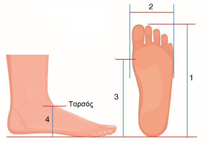 Η απόσταση πηγουνιού ματιού. 5. Η απόσταση μεταξύ ματιού και άνω μέρους κεφαλιού. Το πόδι: Στο σχήμα 1/18 φαίνονται οι βασικές στατικές ανθρωπομετρικές διαστάσεις που αφορούν το μέσο ανθρώπινο πόδι.