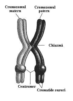 221 Capitolul 14 I diviziune meiotică diviziunea reducţională Diviziunea reducţională este responsabilă de înjumătăţirea setului de cromozomi şi de recombinarea inter- şi intracromozomică.