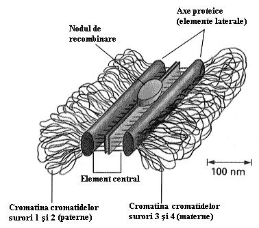 din proteinele axului cromozomic, care asigură apropierea cromatidelor şi stabilizează tetradele.