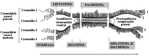 Diachineza se remarcă prin fenomenul de terminalizare a chiasmelor deplasarea chiasmelor spre extremităţile cromozomilor. Bivalenţii rămân uniţi doar prin capete. Fig. 14.3.