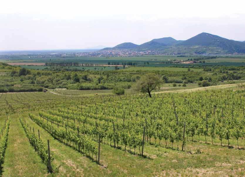 MED-ART v 78 okresoch Slovenska aj vína majú svoju letnú kolekciu skvostný mok len tak, na terase pri západe slnka, s dobrými priateľmi. Ružové víno podávajte vychladené na 9 C.