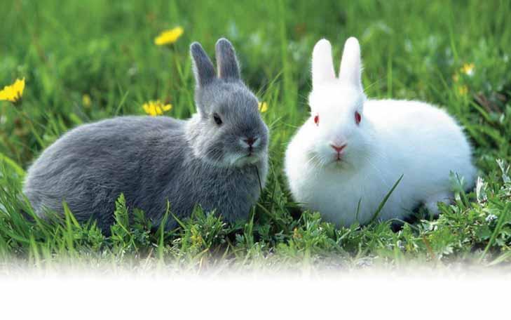 V roku 1984 sa objavila epidémia moru v Číne a v priebehu desiatich mesiacov vyhubila asi 14 miliónov domácich králikov.