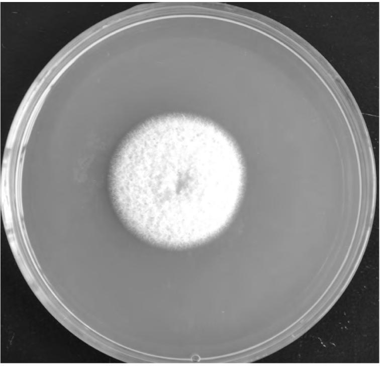 570 2016 160 r min - 1 10 d 1 2 2 ITS-rDNA CTAB 1 2 5 1 2 6 DNA 15 PCR 7 AChE 1 2 3 ITS-rDNA 3 7Neighbour-joining 80 150 200 r min - 1 10 d 1 2 5 1 2 4