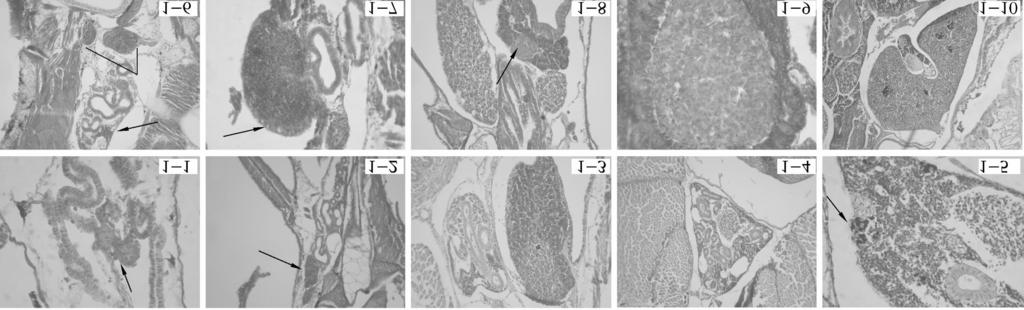 1 Fig. 1 Theontogeny of the immune system in barfin flounder 121. 7, ( ) 400 ;122. 12, ( ) 100 ;12 3. 45, ( ) 100 ;124. 45, 100 ;125. 55, ( ) 400 ;126. 29, ( T),, ( ) 100 ;127. 35, ( ) 100 ;128.