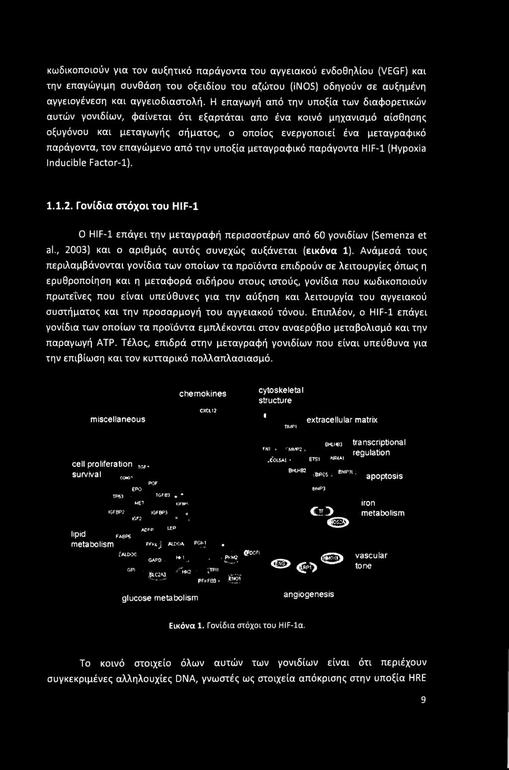 επαγώμενο από την υποξία μεταγραφικό παράγοντα HIF-1 (Hypoxia Inducible Factor-1). 1.1.2. Γονίδια στόχοι του HIF-1 Ο HIF-1 επάγει την μεταγραφή περισσοτέρων από 60 γονιδίων (Semenza et al.