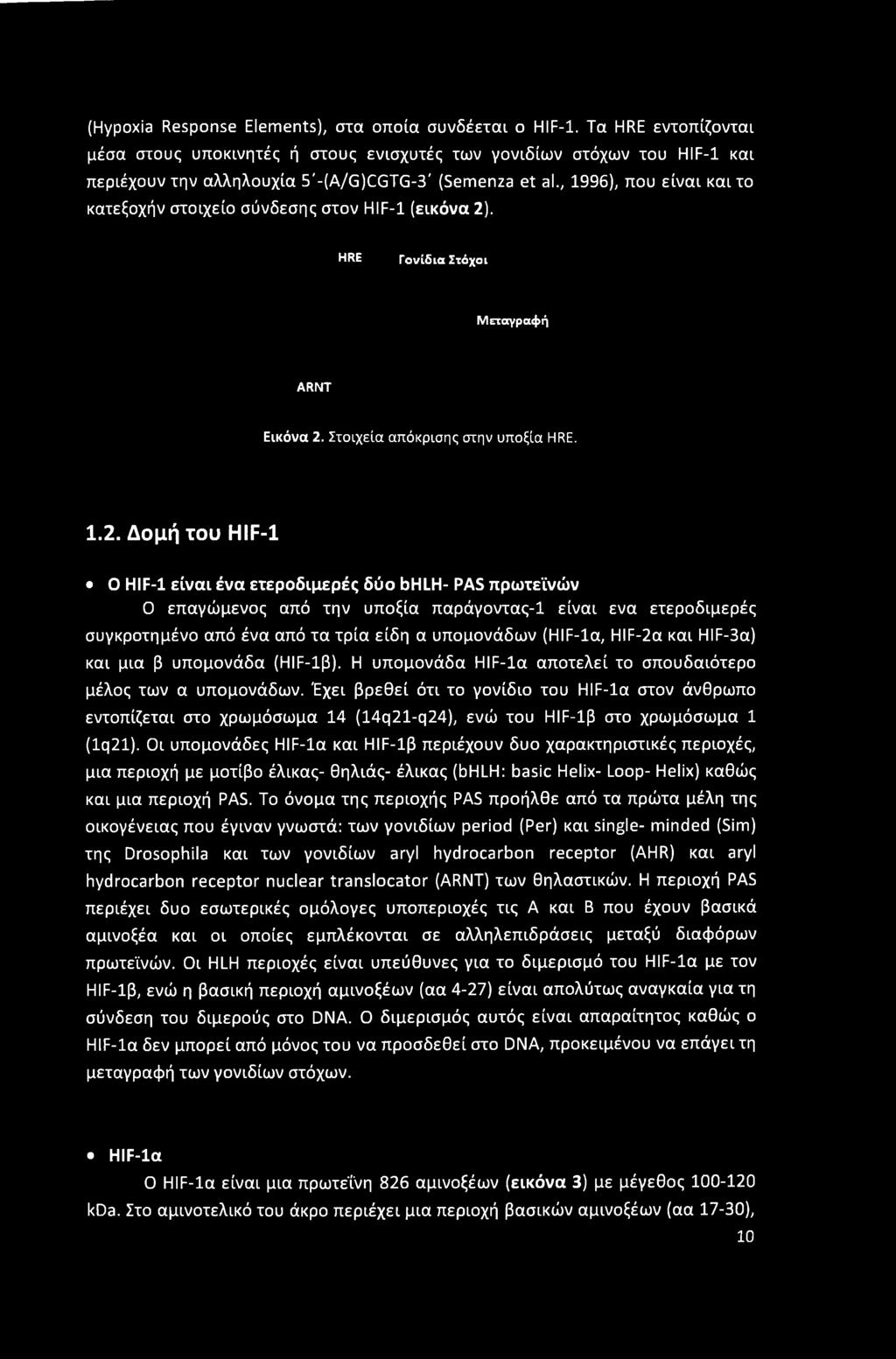 , 1996), που είναι και το κατεξοχήν στοιχείο σύνδεσης στον HIF-1 (εικόνα 2)