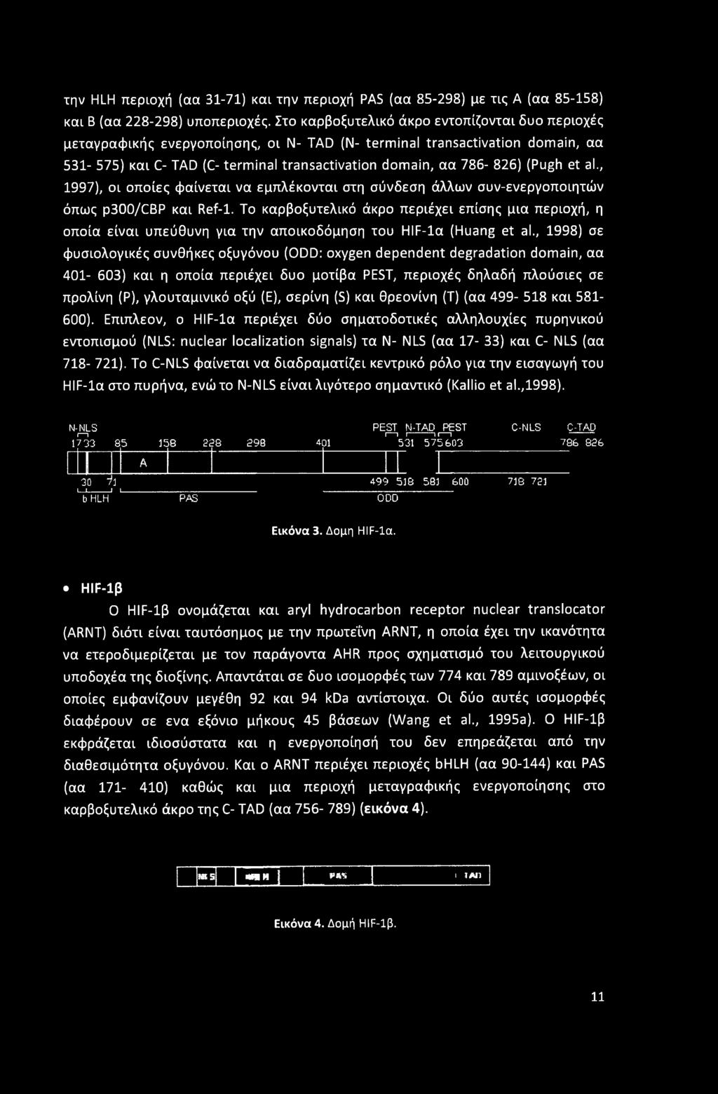 (Pugh et al., 1997), οι οποίες φαίνεται να εμπλέκονται στη σύνδεση άλλων συν-ενεργοποιητών όπως p300/cbp και Ref-1.