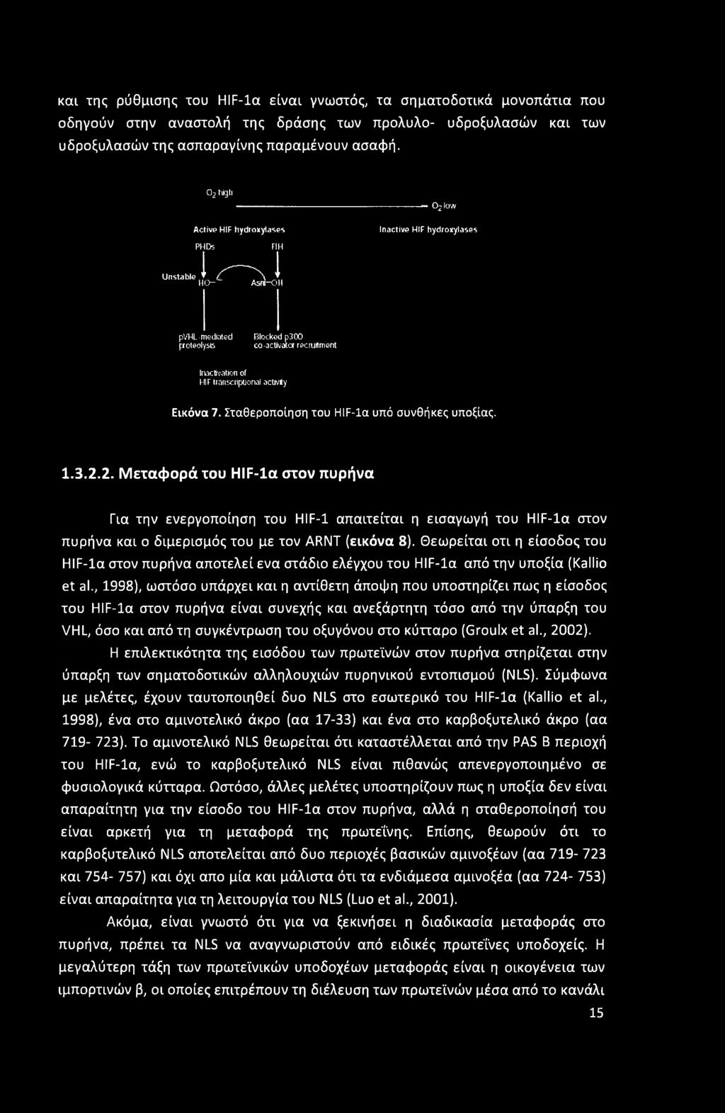 \ * HO Asra-OH pvhl- mediated proteolysis Blocked p3co co-activator recruitment Inactivation of HIF transcriptional activity Εικόνα 7. Σταθεροποίηση του HIF-Ία υπό συνθήκες υποξίας. 1.3.2.