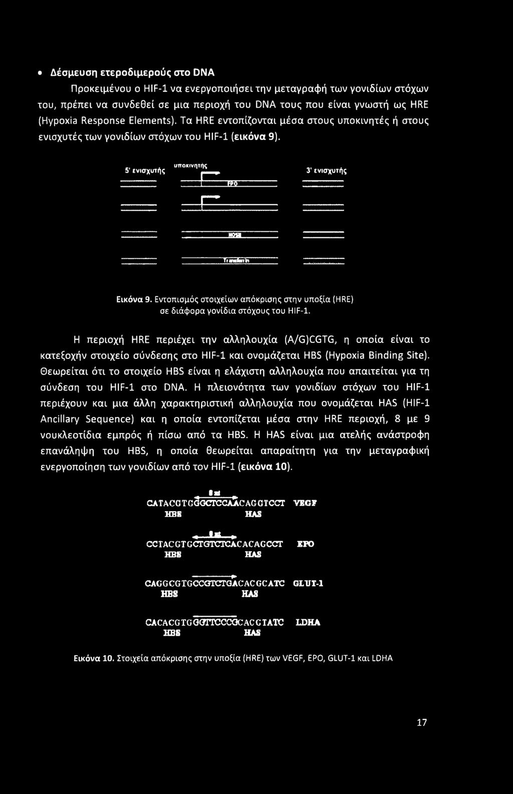 Εντοπισμός στοιχείων απόκρισης στην υποξία (HRE) σε διάφορα γονίδια στόχους του HIF-1.