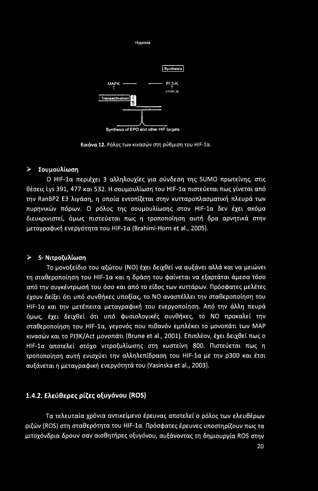 Η σουμουλίωση του HIF-la πιστεύεται πως γίνεται από την RanBP2 Ε3 λιγάση, η οποία εντοπίζεται στην κυτταροπλασματική πλευρά των πυρηνικών πόρων.