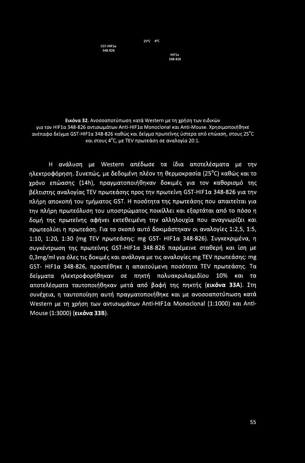 GST-HIFla 348-826 25 C 4 ΐ HIFla 348-826 Εικόνα 32. Ανοσοαποτύπωση κατά Western με τη χρήαη των ειδικών Via τον HIFla 348-826 αντισωμάτων Anti-HIFla Monoclonal και Anti-Mouse.